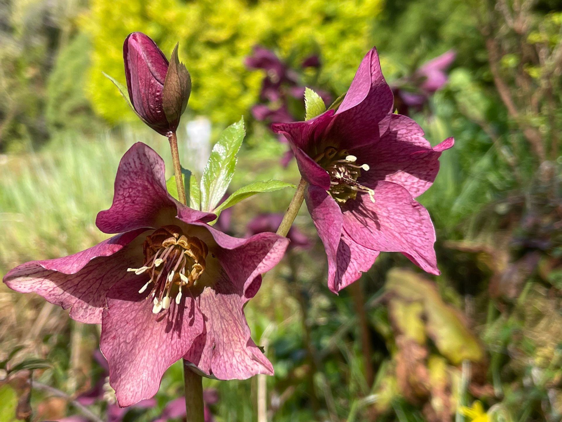 Two purple hellebore flowers light by bright sunshine with a green foliage background.