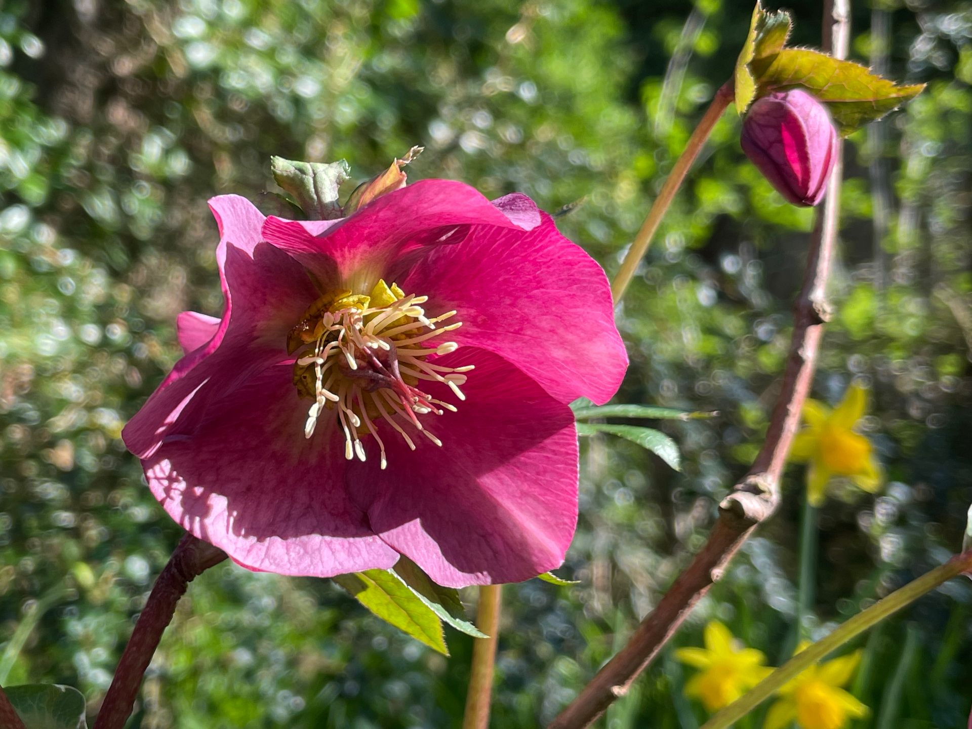 Close-up with unfocused background of a purple hellebore flower lit by bright sunshine.