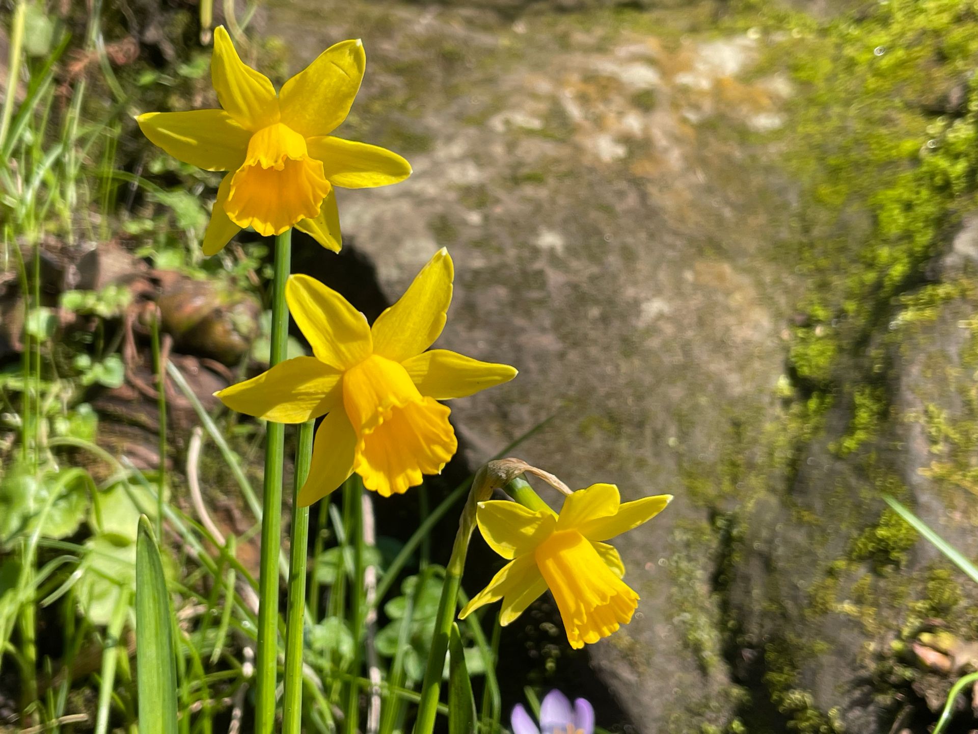Three bright yellow narcissus flowers in a diagonal row, lit by bright sunshine. The background is split between green foliage and grey/brown rock.