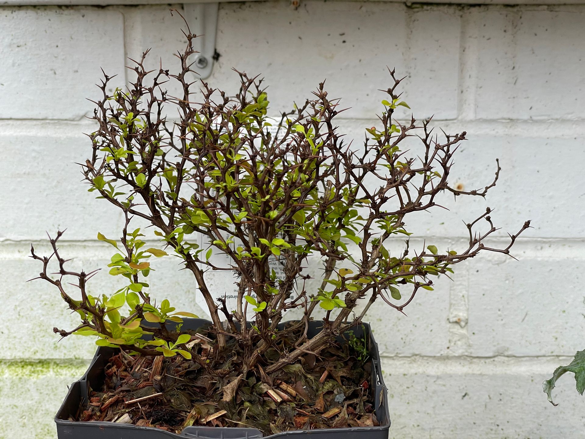 Berberis plant in a container against a white-painted brick wall