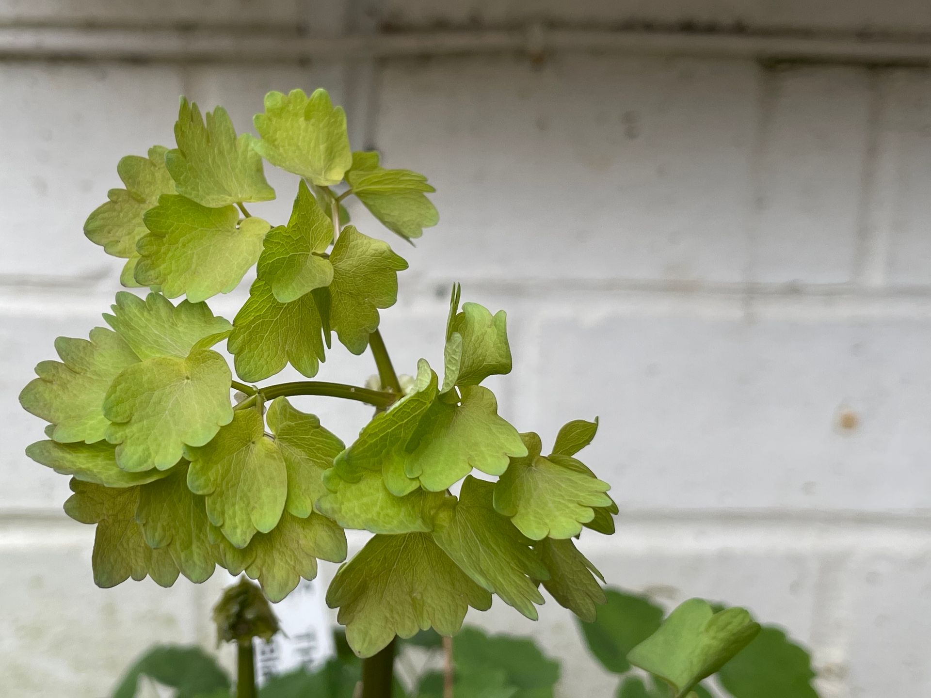 Thalictrum plant showing its leaves against a white-painted brick wall