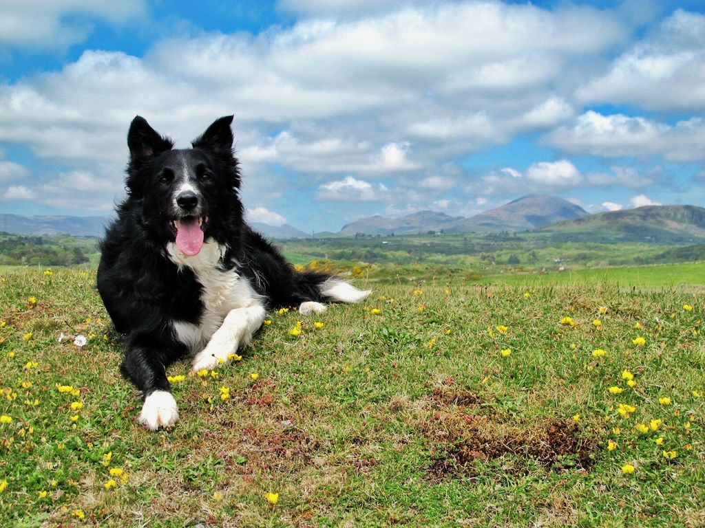 Border collie resting on the crest of a grassy, flowery hill with rolling Welsh hills and a lightly clouded sky behind him. His tongue is lolling out comically and he''s looking at the viewer.