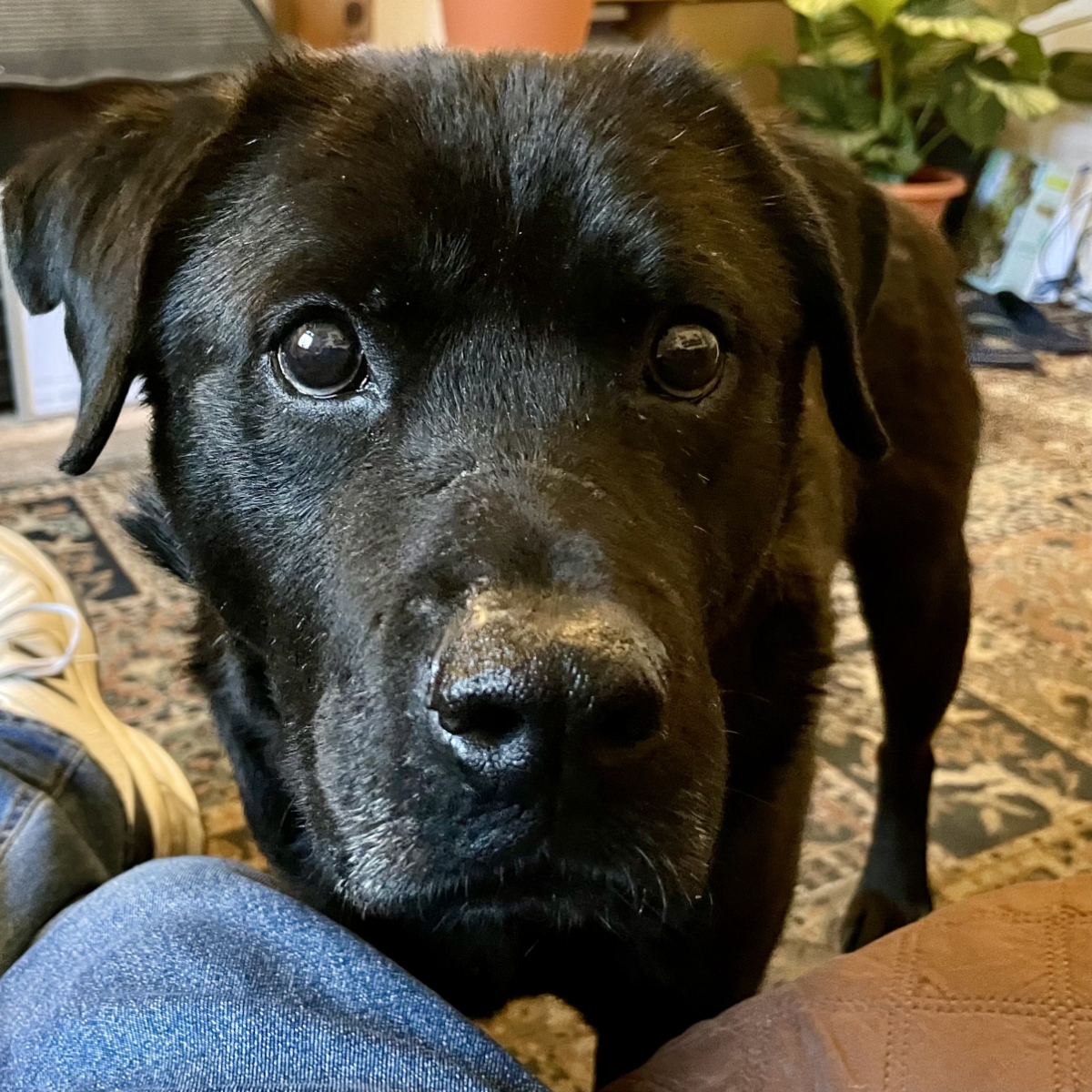 Close up of an adult black labrador cross dog