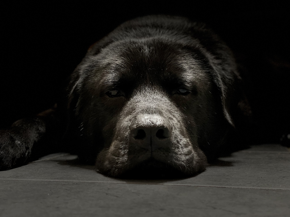 Portrait of an adult black labrador cross dog