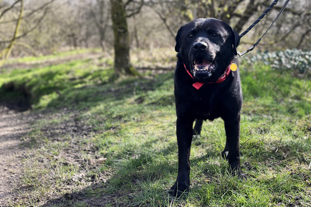 Adult black labrador dog with a red collar stood on grass in the sunshine