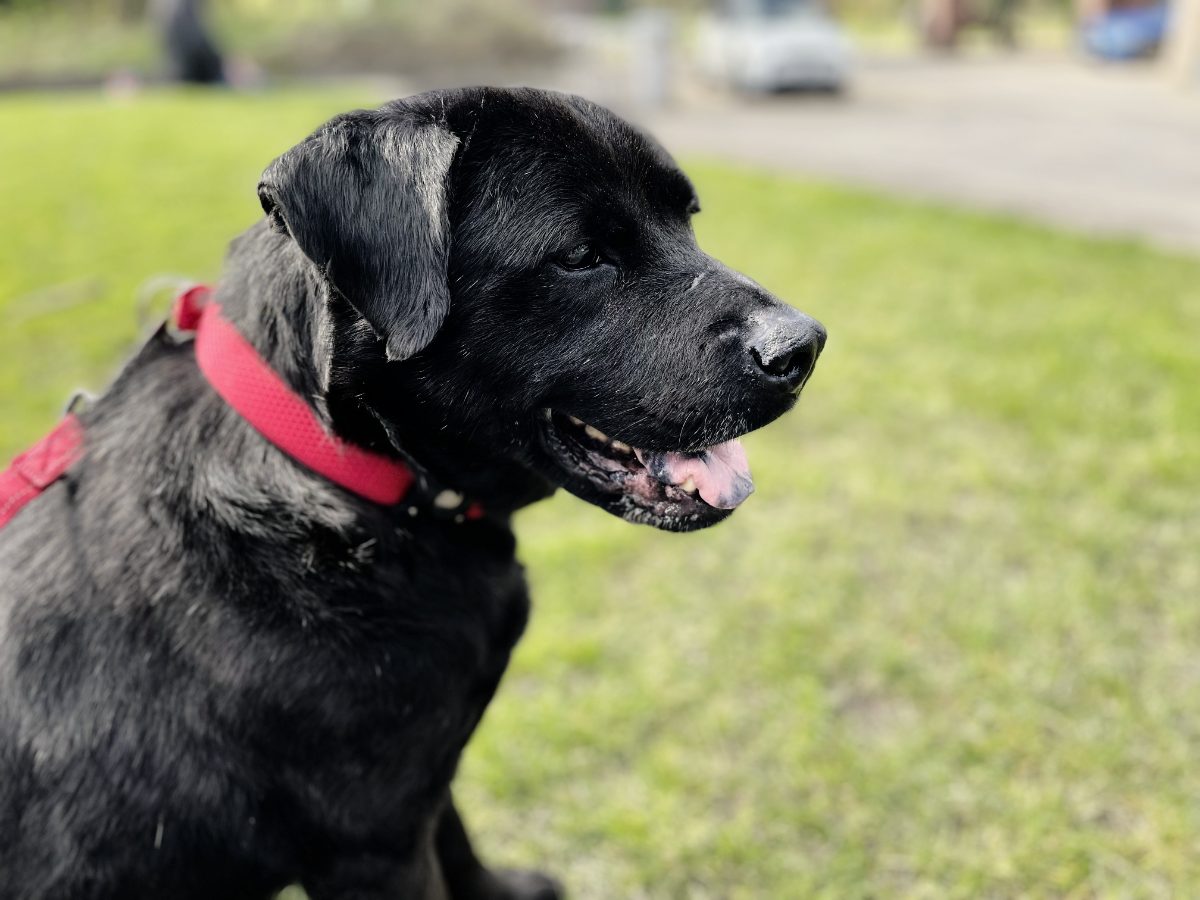 Sitting adult black labrador cross dog sat on grass looking to the right