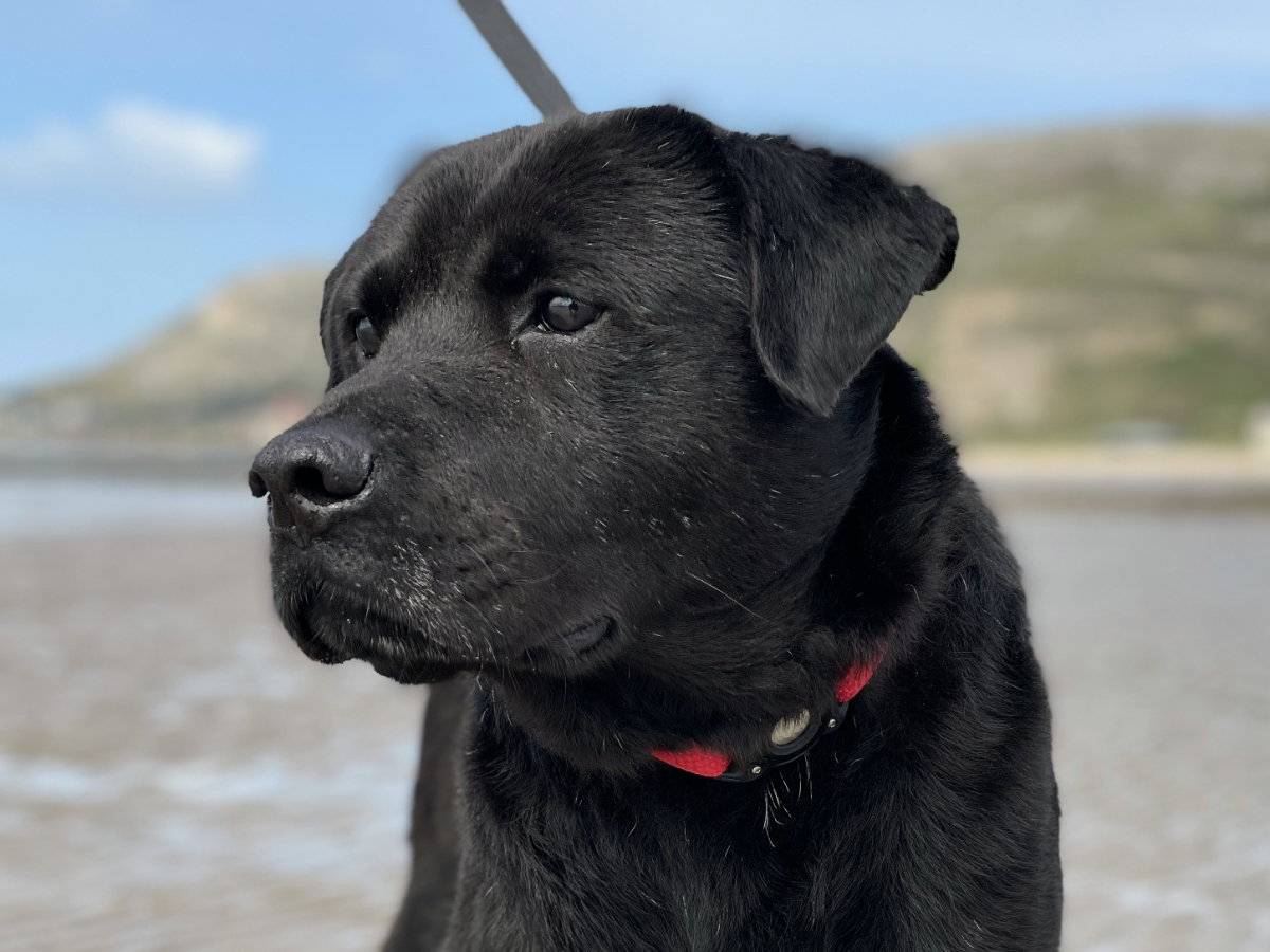 Adult black labrador cross dog with a sunny beach in the background