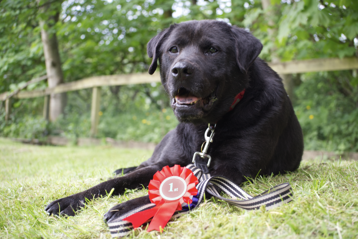 Adult black labrador cross dog lying on grass with a red 1st place rosette