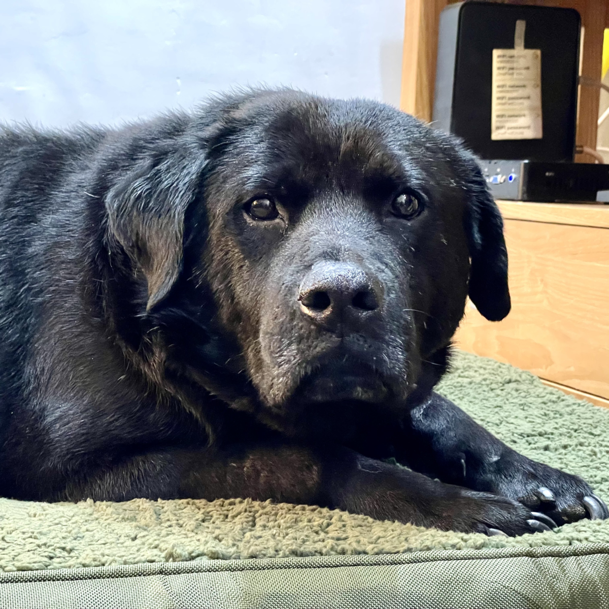 Adult black labrador cross dog lying on a green dog bed