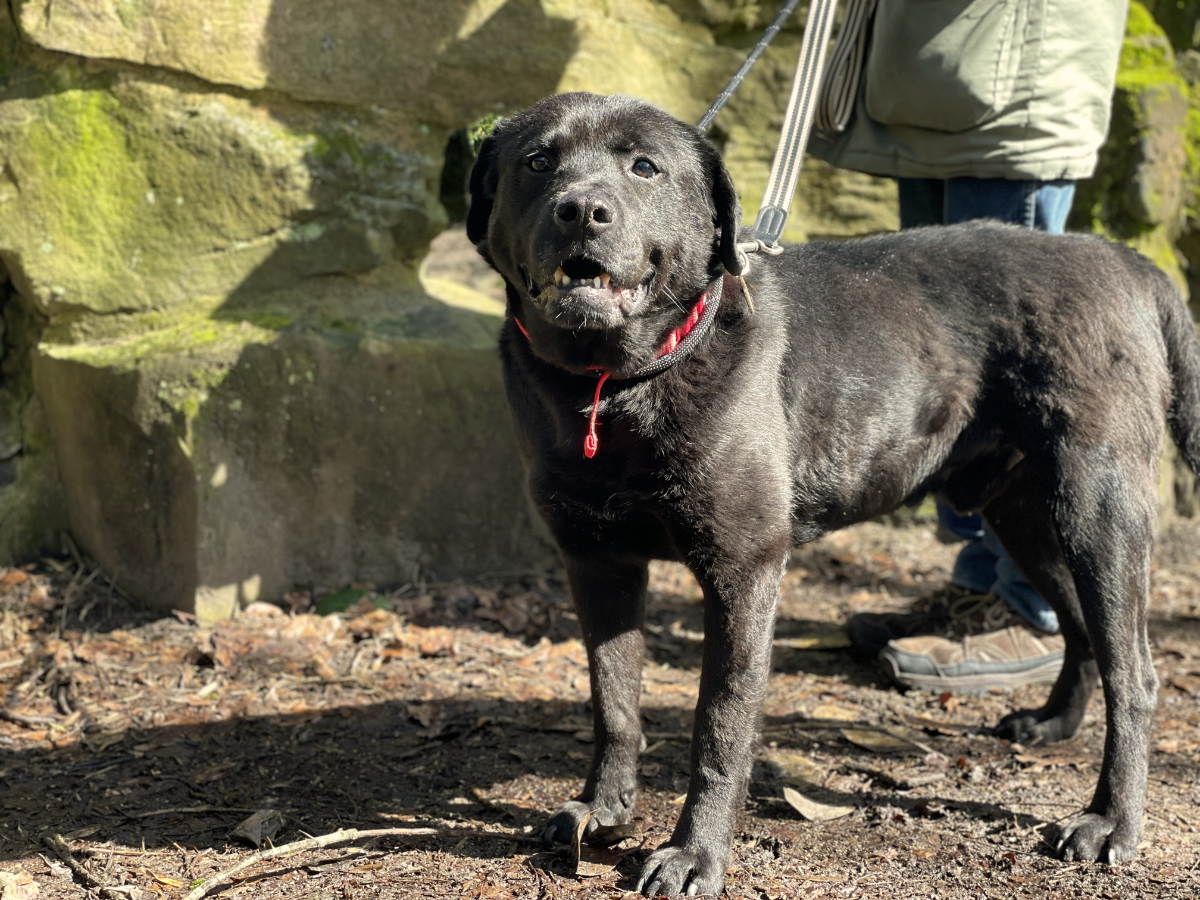 Adult black labrador cross dog stood in the sunshine in front of a stone wall