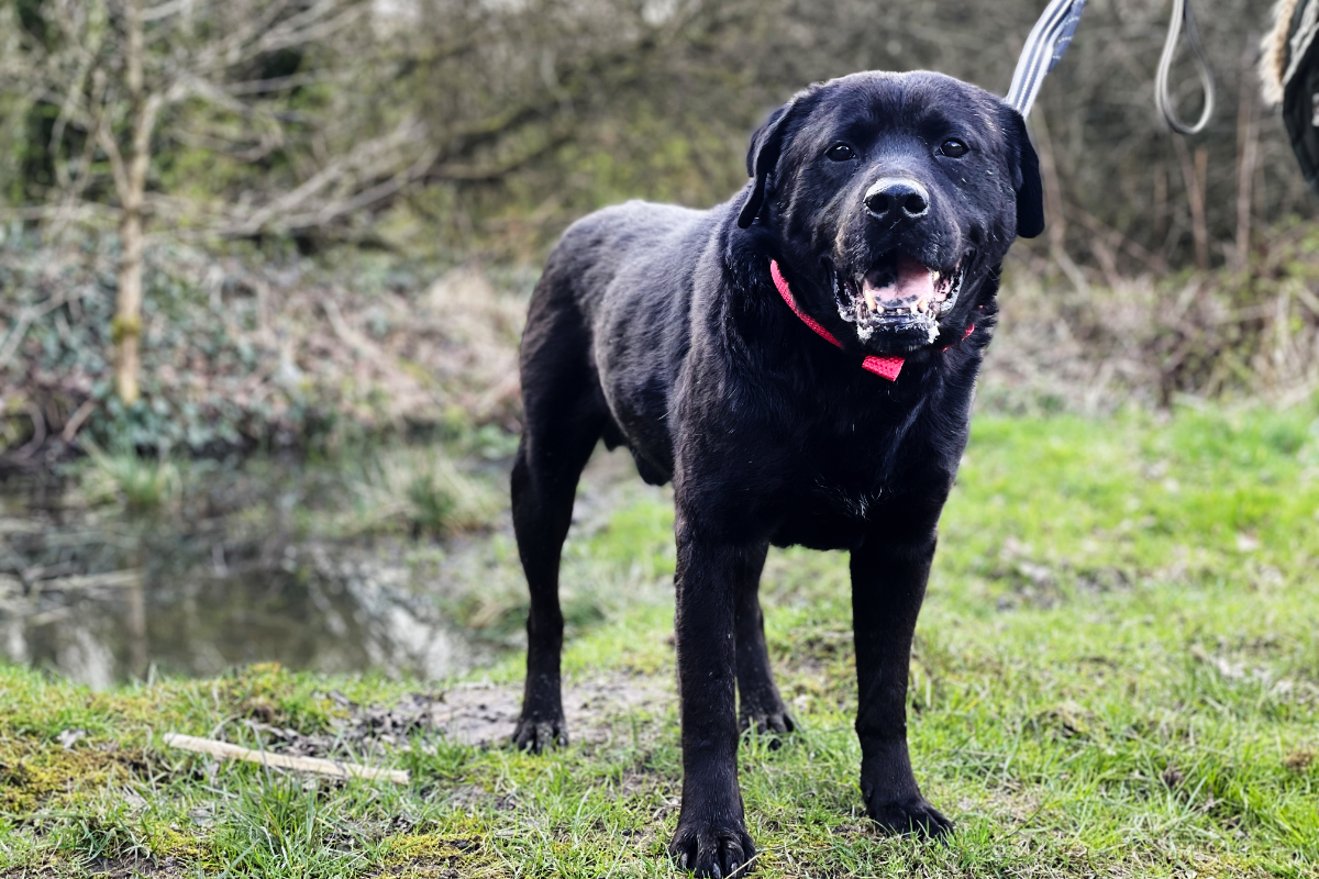 Adult black labrador cross dog standing on muddy grass outdoors