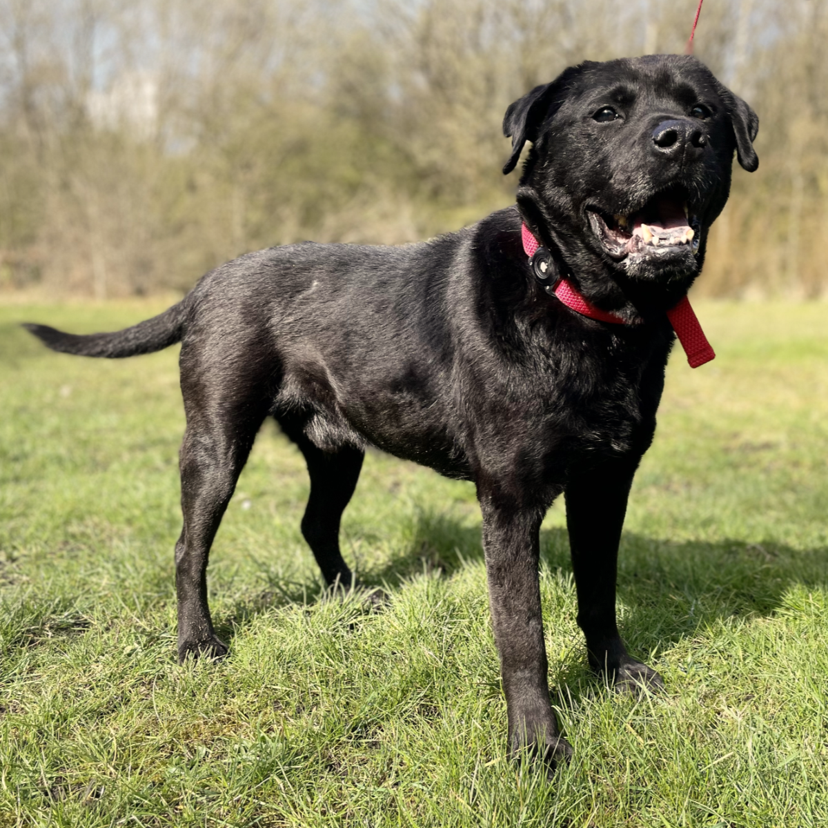 Adult black labrador cross dog on grass in the sunshine