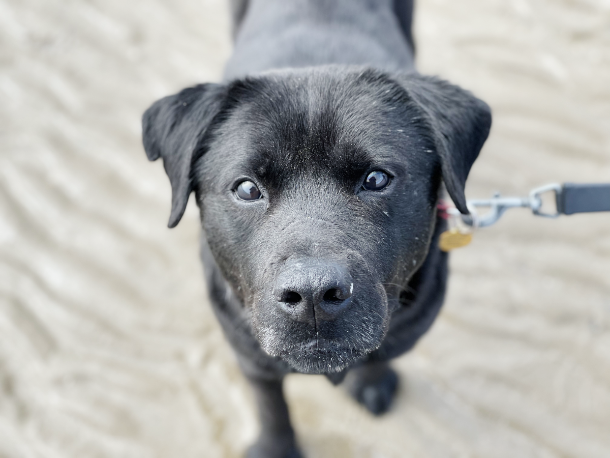 Adult black labrador cross dog looking up into the camera