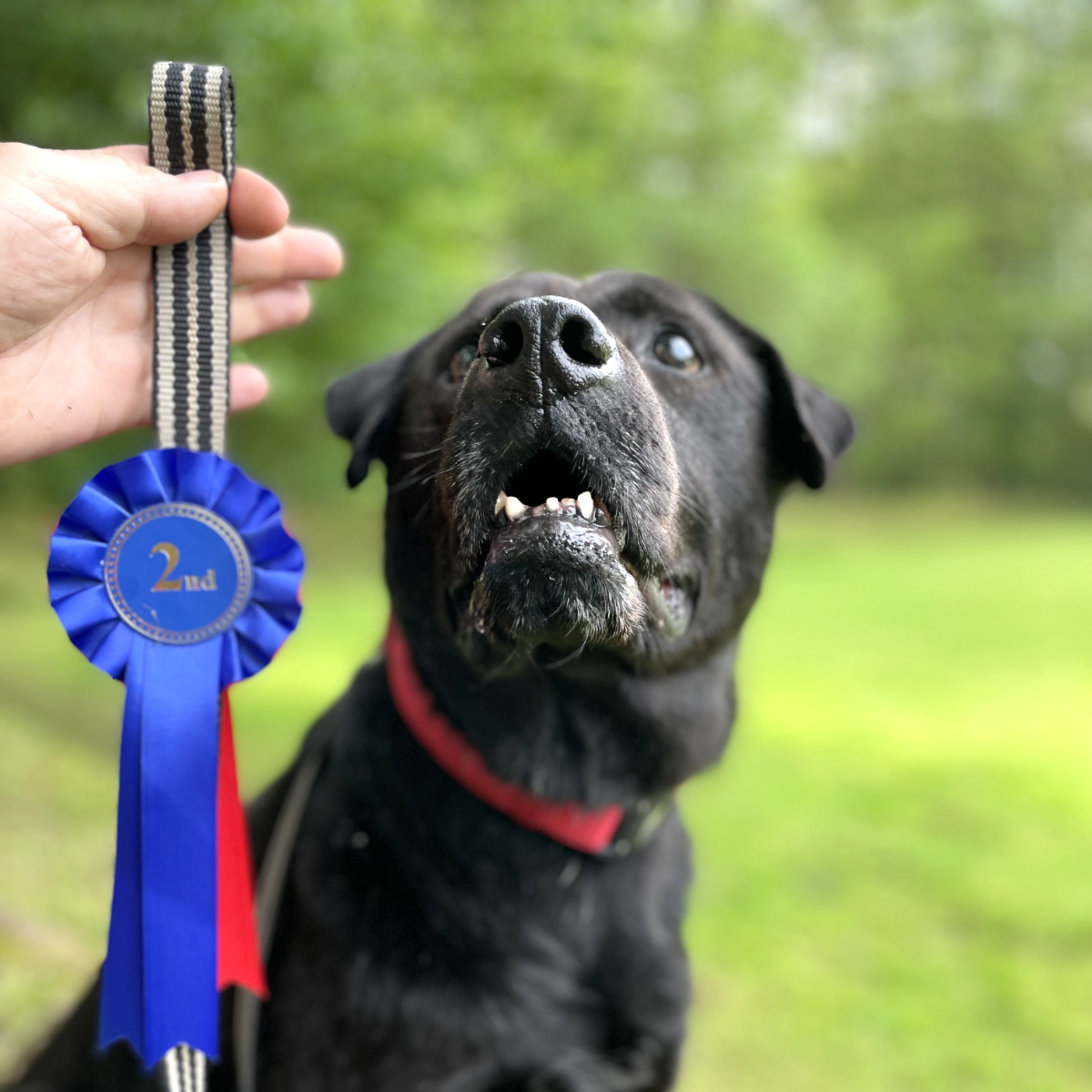 Adult black labrador cross dog looking up, with a blue rosette