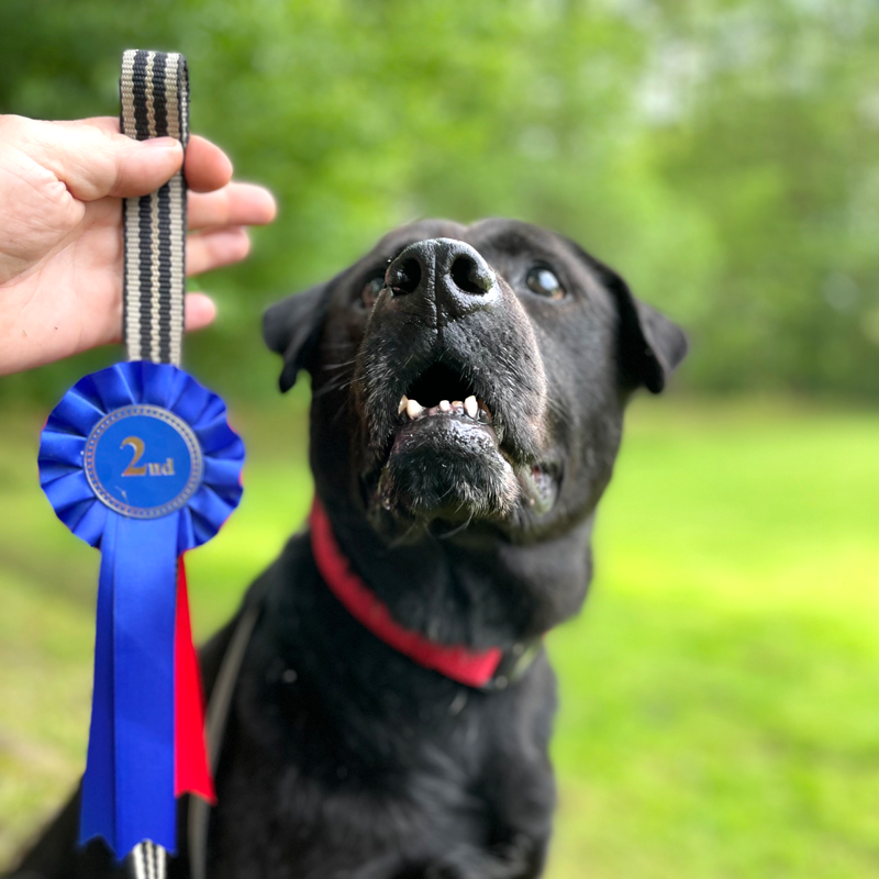 Sweeping the board at Greenfield Dog Show